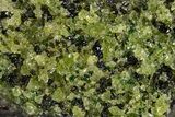 Peridot in Basalt - Arizona #324717-1